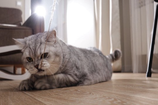 『猫がいる場所』では絶対NGな行為3つ　いますぐ見直すべき理由や起こりうるトラブル