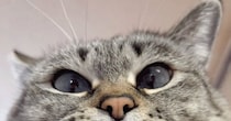 猫がおててにあごを乗せた結果→『口元』が……可愛すぎる"表情"に悶絶の声続出「たまらーーん」「最高だね」と１万いいねの反響