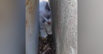 コンクリートの隙間にいた『やせ細った子猫』を保護→愛情を注いだ結果…劇的な"変化"に４万いいね「立派になってて涙」「別の猫みたい」