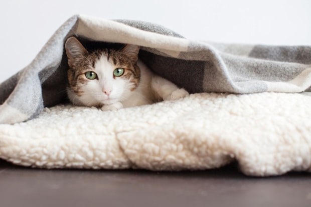 お気に入りの毛布に入る猫