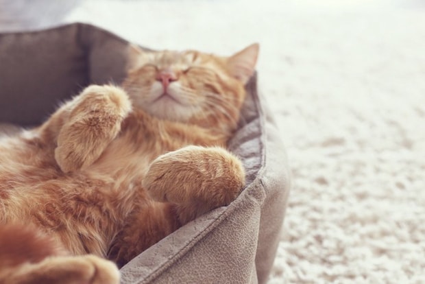 猫ベッドであおむけ寝する茶猫