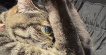ただいまーと帰宅した瞬間、『猫を抱っこ』すると…「恥ずかしいのかなｗ」まさかの『ポーズ』が27万再生「高飛び込みｗ」「面白いｗ」