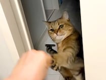 ママに叱られてもイタズラをやめない猫→ケンカが始まるかと思いきや…『まさかの展開』に反響続々「両手出たｗｗ」「とっても平和なケンカ」