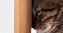 掃除機をかけている最中、キャットタワーを見ると…猫の可愛すぎる『隠れ方』が12万再生「精一杯隠れてるｗ」「バレてない、バレてないｗ」