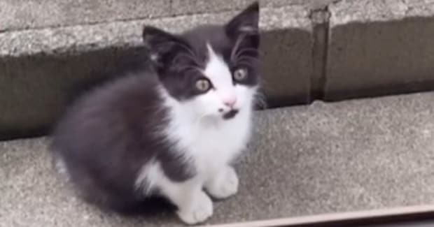 家の中を覗き込む『ひとりぼっちの痩せた子猫』…涙あふれる『2年後の光景』に「当時が嘘のよう」「本当によかったね」と感動の声続出