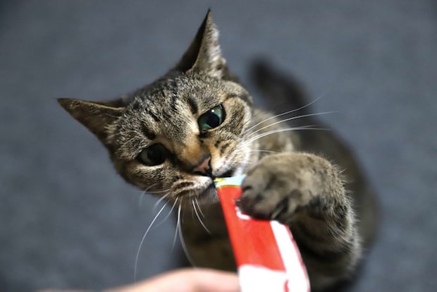 おやつをもらう猫