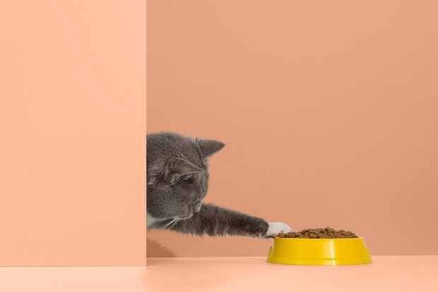 フードの入った食器に手をのばす猫