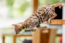 『活発で運動神経がいい』猫種ランキングTOP5　それぞれの特徴や飼うときのポイントまで