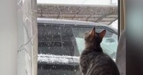 猫が初めて『たくさんの雪』を目にした結果…可愛すぎる反応に癒される人続出「赤ちゃんみたいだねｗ」「無限に見れる」と１万いいねの反響