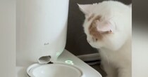 自動給餌器を見つめる猫→『ボタンを長押しして』と伝えてみると…まさかの光景が36万再生「うそ、賢すぎる！」「本当に頭がいい」と驚きの声
