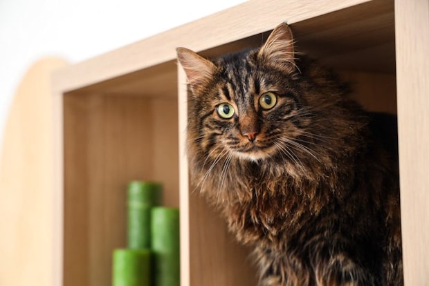 棚に入る猫