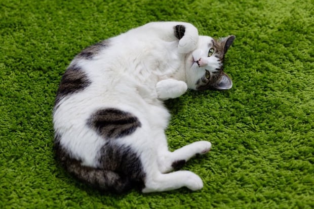 絨毯で寝転がる猫