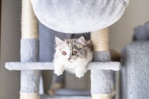猫の『抜け毛』がたまりやすい5つの場所　掃除をラクにするアイテムもご紹介