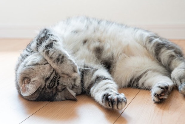 まぶしい猫