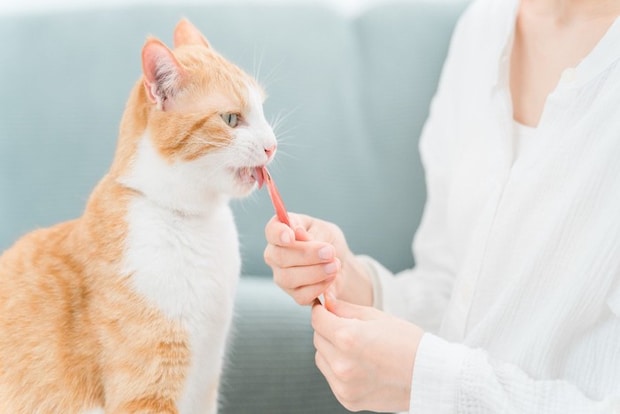 猫におやつを与える人