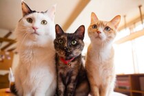 『猫カフェ』でしてはいけないマナー違反4つ　悪気がなくても迷惑行為に？
