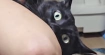 お父さんから『猫吸い』をされる黒猫→格好が…爆笑必至の『とんでもない光景』が61万再生「もっと怒っていいｗ」「なんちゅう格好ｗ」