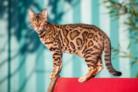 端正な見た目を持つ『かっこいい猫種』5選　それぞれの特徴や魅力もご紹介