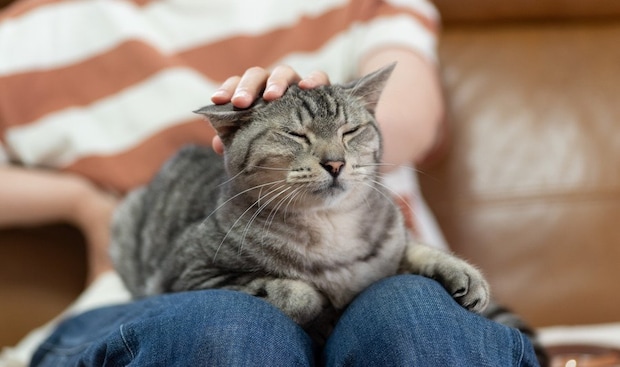 飼い主の膝にのる猫
