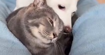 お手入れもしていないのに『耳が綺麗な犬と猫』→とっても素敵な『ピカピカの秘訣』に反響「もはや食べる勢いｗ」「羨ましい」と53万表示