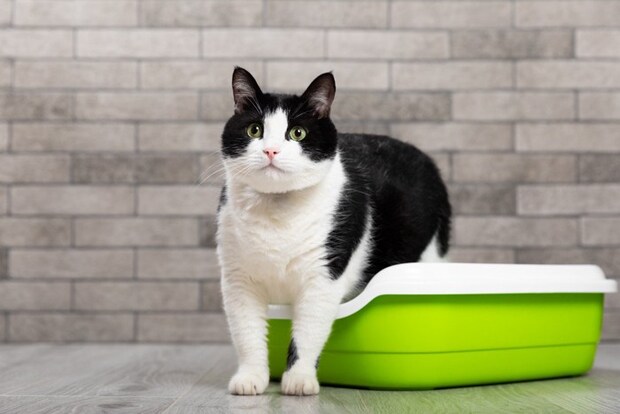 白黒猫