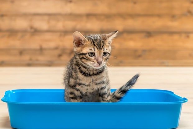 子猫とトイレ