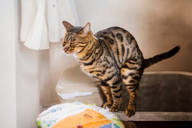 トイレでふんばるベンガル猫