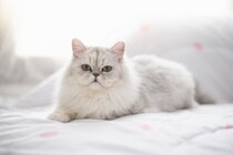 『おとなしい性格』を持つとされている猫種トップ5　あまり鳴かないの？特徴や魅力もご紹介