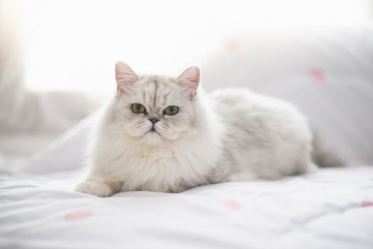 『おとなしい性格』を持つとされている猫種トップ5　あまり鳴かないの？特徴や魅力もご紹介