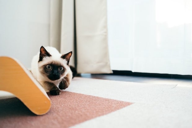 何かを狙うシャム柄の猫