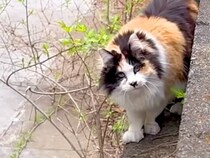 畑で発見した長毛のネコ→２年間かけて保護し、愛をこめてお世話した結果…『素敵なストーリー』に「絶対に幸せだと思う」「感動」と称賛集まる