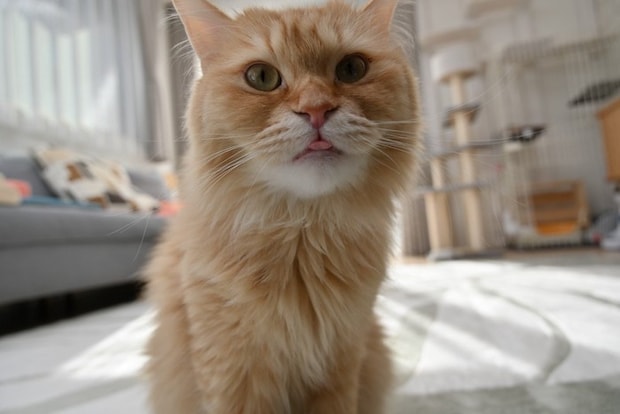 舌を出す猫