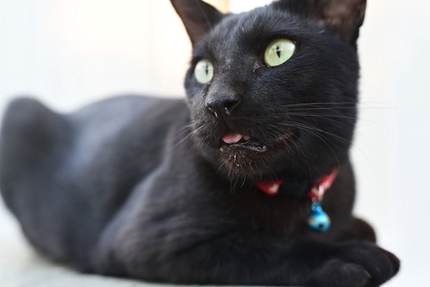 ハアハアしている猫
