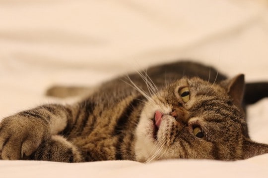 猫が『舌を出し続けている』ときの原因5つ　可愛いだけではない？病気のサインも解説
