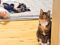 床に寝転ぶ赤ちゃん→近くにいた猫が見つめてきて…想像以上に『不満を訴える光景』に14万いいね「目ヂカラｗ」「お世話係に疲れたのかしら」
