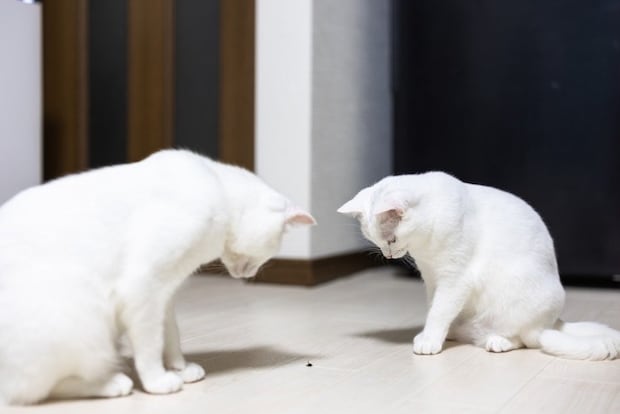 虫を見つめる二匹の猫