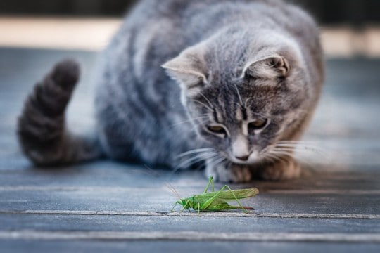 猫が食べたら『危ない虫』6選 有害となる理由や誤飲したときの対処法も