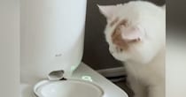 自動給餌器を見つめる猫→『ボタンを長押しして』と伝えてみると…まさかの光景が36万再生「うそ、賢すぎる！」「本当に頭がいい」と驚きの声