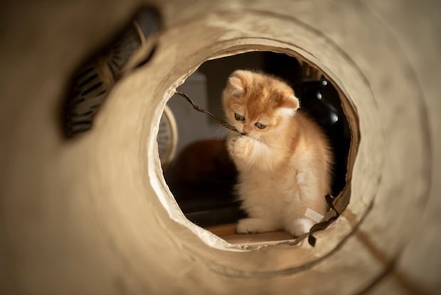 猫とトンネル