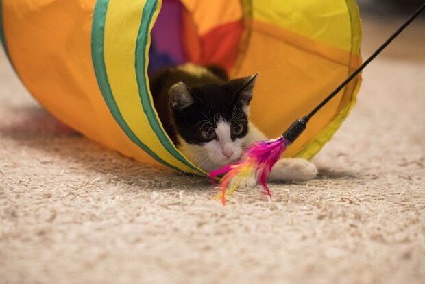 猫とトンネル