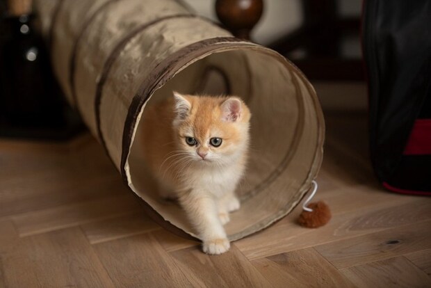 猫とトンネル