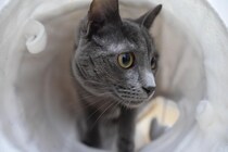 猫が『トンネル』に夢中になる理由3つ　本能が関係している？選ぶときのポイントまで