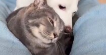 お手入れもしていないのに『耳が綺麗な犬と猫』→とっても素敵な『ピカピカの秘訣』に反響「もはや食べる勢いｗ」「羨ましい」と53万表示