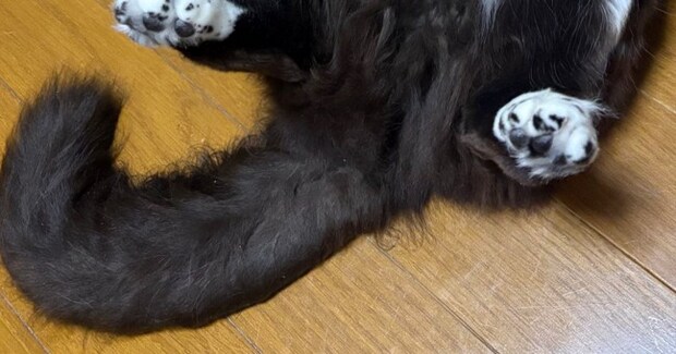 猫をお風呂に入れたら、『大きくてモフモフな尻尾』が……衝撃の『ビフォーアフター』に1万いいね「信じられない」「不思議~w」と驚きの声