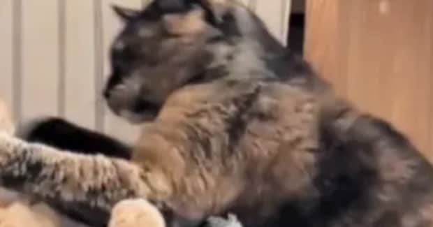 サビ猫のパンチを『顔面に食らった茶トラ猫』…まるでマンガのワンシーンのような『まさかの光景』に爆笑「めりぃw」「めっちゃ声出たw」