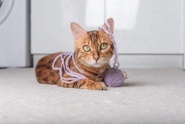 毛糸で遊ぶ猫