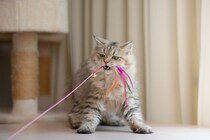 猫が『思わずやってしまう行為』5選　衝動に駆られる理由や注意点も解説