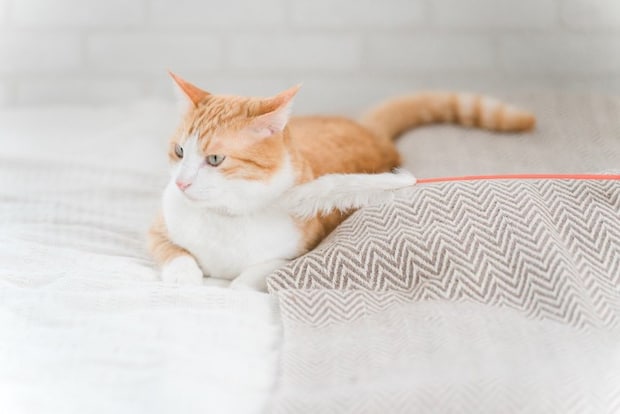 無視をする猫