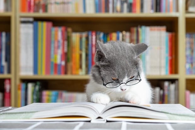 本棚を背に読書に耽る猫