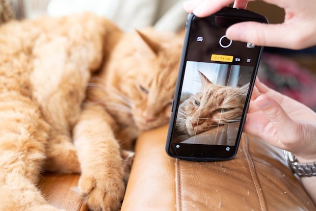 スマホで愛猫を撮影する飼い主